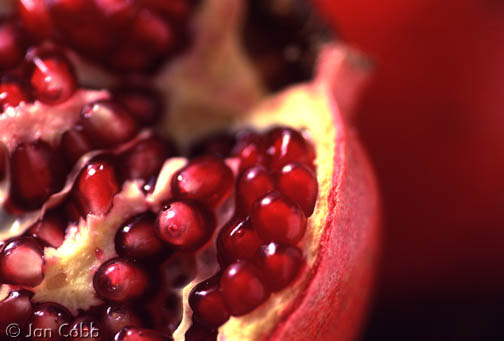 Pomegranate_283.jpg