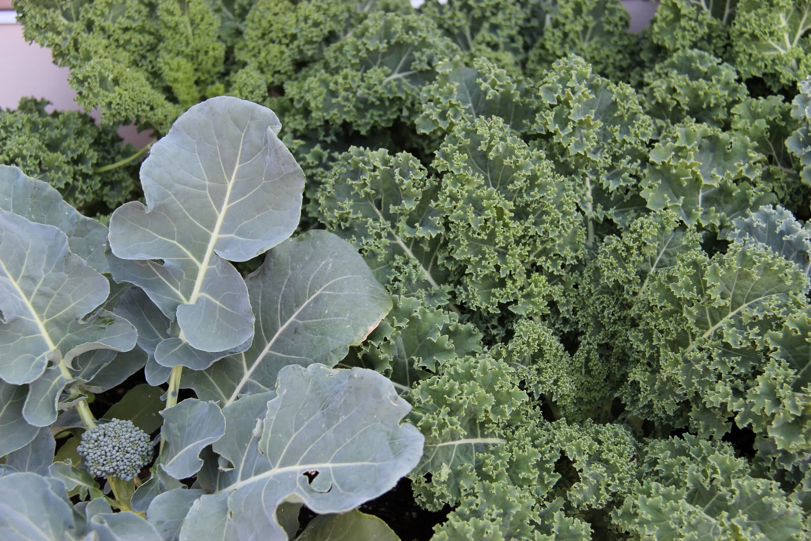 Les jardins partout Broccoli and Kale/Le brocoli et le chou frisé