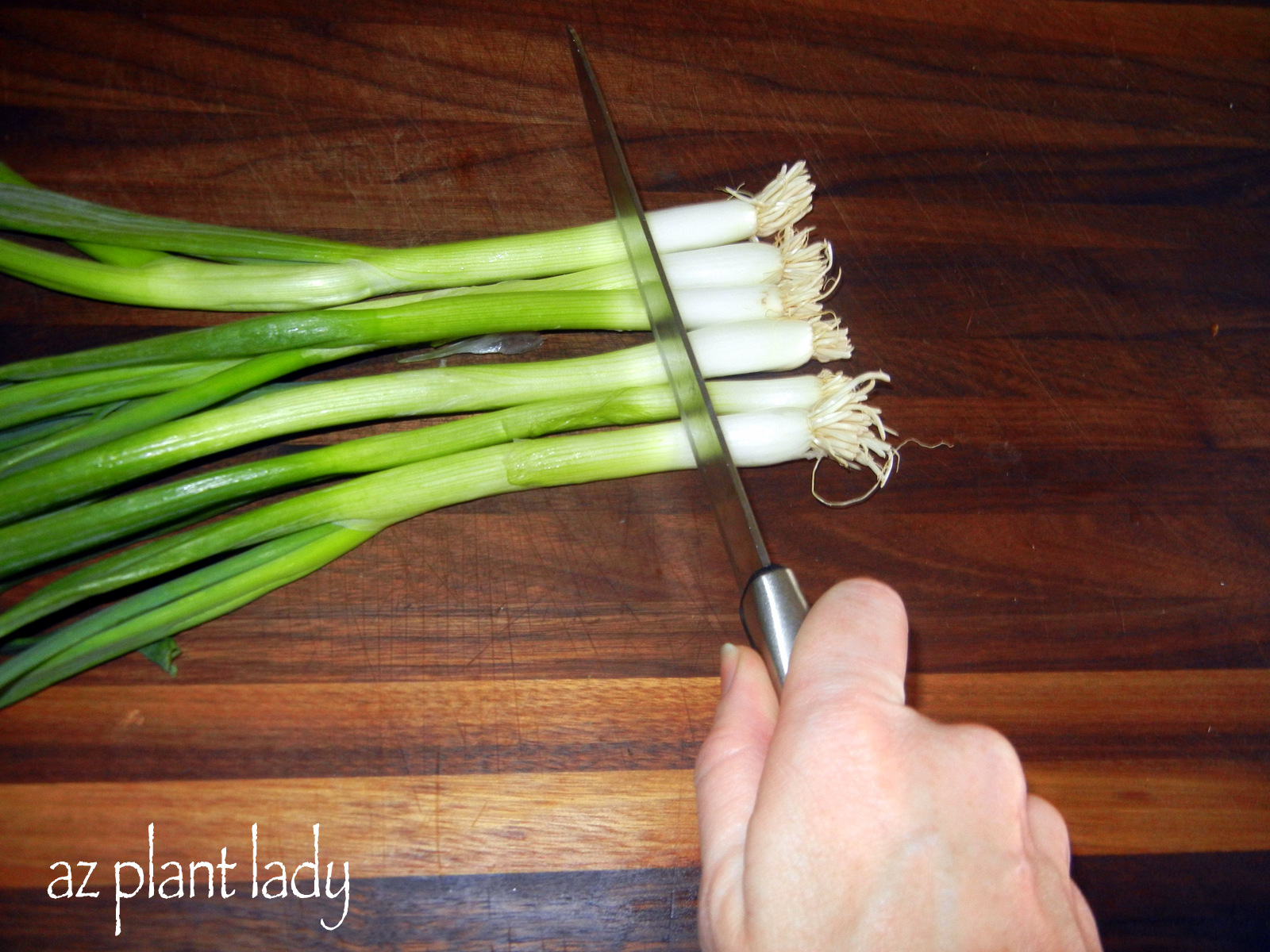ReGrow Your Green Onions Ramblings from a Desert Garden