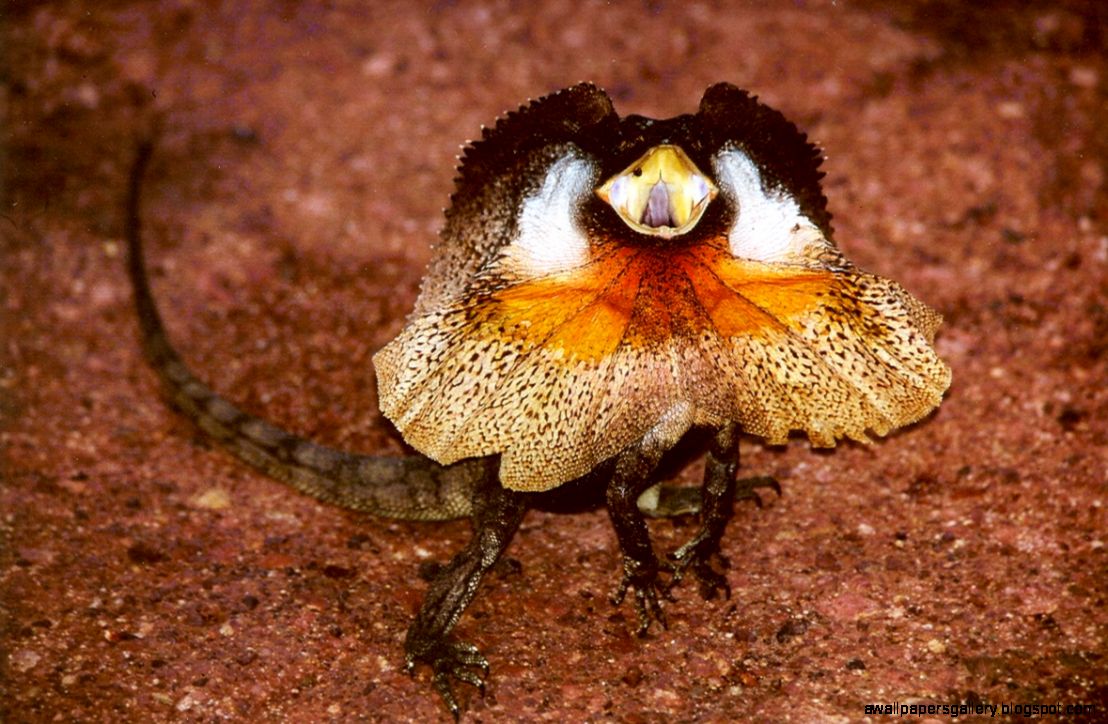 Frill Necked Lizard Frill Necked Lizard