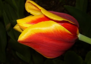 Tulipán, una flor con historia . amarillo