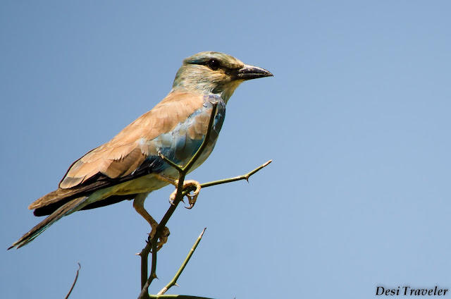 European Roller-Coracias garrulus in Tal Chapar Rajasthan migrant bird on tree top in Tal Chapar Rajasthan