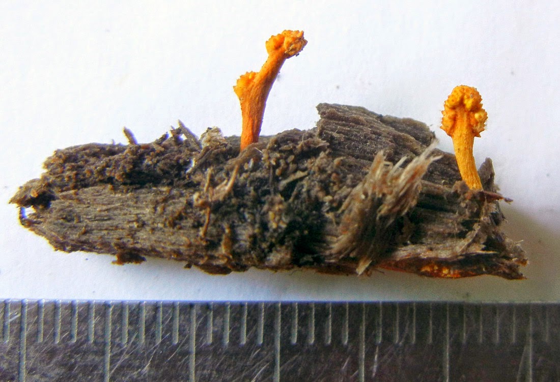 parasitic Ophiocordyceps variabilis with larval host