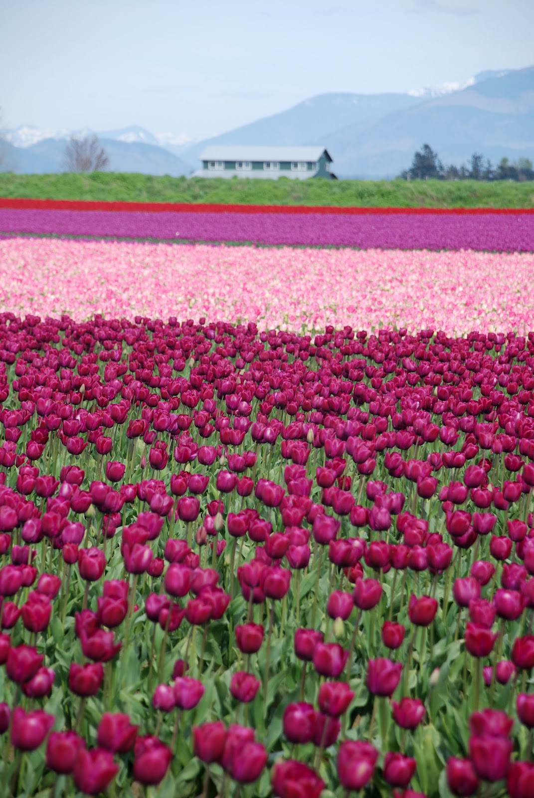 The Skagit Valley Tulip Festival in Mt. Vernon, WA