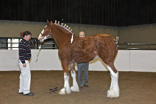 Clydesdale, Clydesdale Hitch, Clydesdale Mares, Clydesdale Breeders, CBUSA, Clydesdale for Sale, Clydesdale Stallion