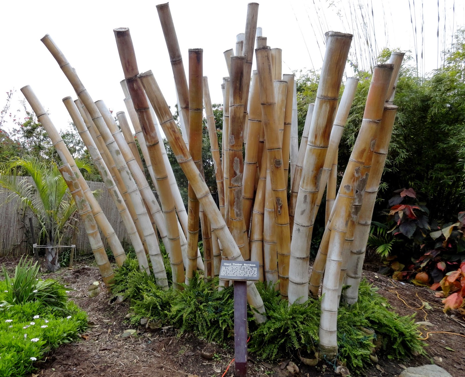 danger garden: San Diego Botanic Garden, Part 2
