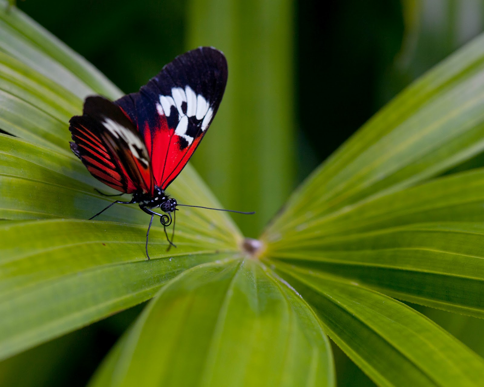 Light. Places. Time. Butterfly World. Coconut Creek. Florida.