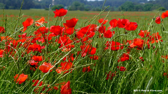 Red Poppies Photo