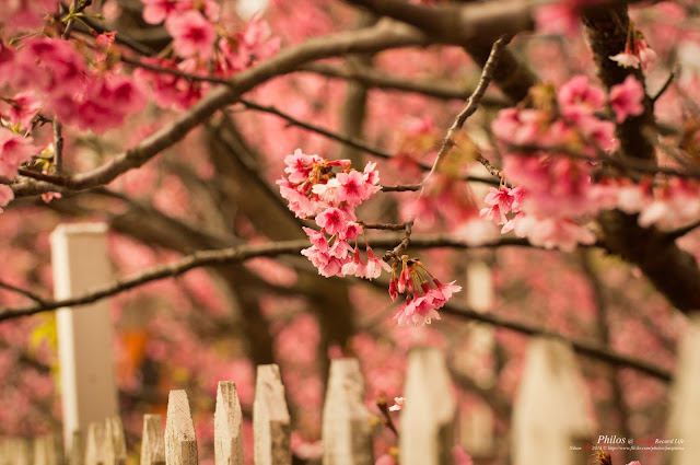 [台北] 陽明山平等里平菁街賞櫻
