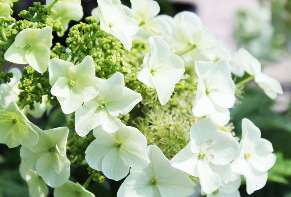 Botanic Bleu Tips To Get Hydrangeas To Bloom