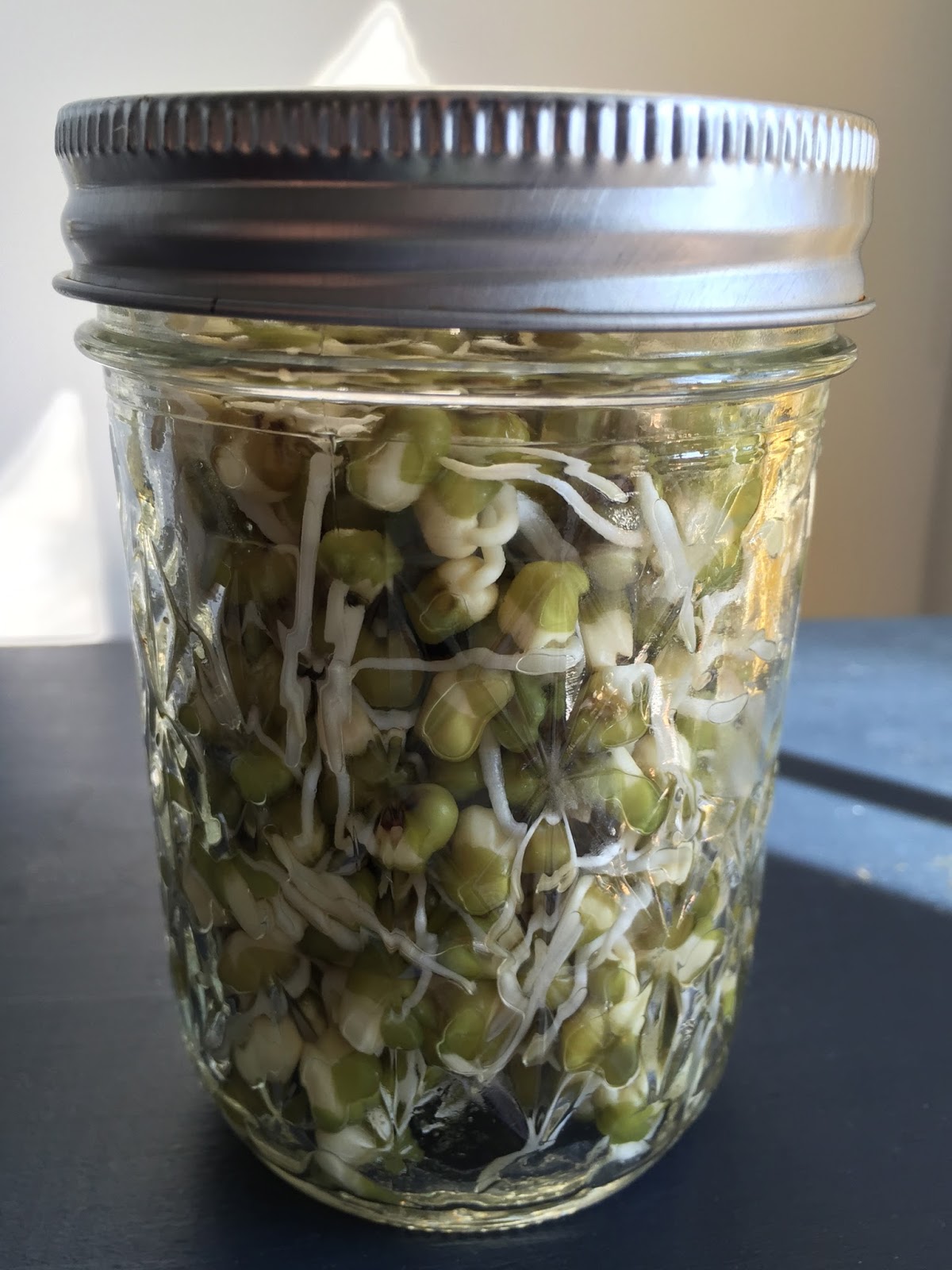 Shirley's World Sprouting Beans and Seeds for You and Your Chickens