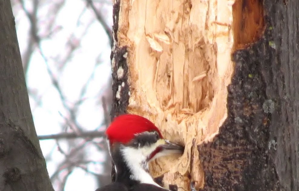 Pileated Woodpeckers - Ohio Birds and Biodiversity