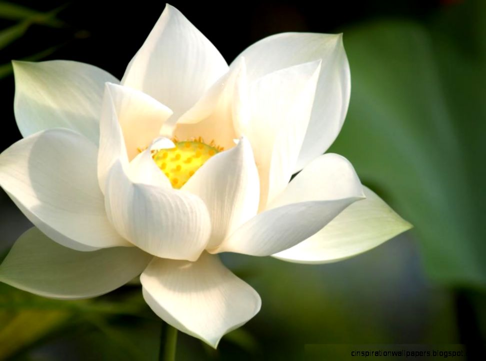 Lotus Flower Desktop Wallpaper Lotus Flower Pictures Cool Lotus Flower Desktop Wallpaper Lotus Flower Pictures Cool