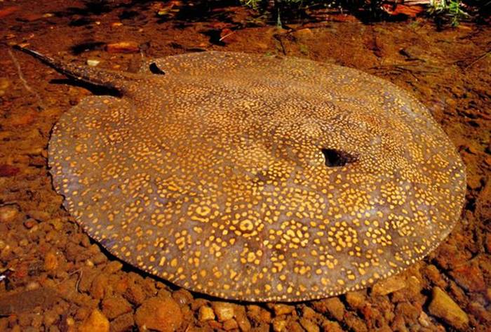 Freshwater stingrays are known to inhabit rivers in Southeast Asia and northern Australia, where they can reach enormous proportions, measuring up to 16.5 feet (5 meters) long and up to 1,320 pounds (600 kilograms). However, very little is known about these creatures, including how many are left, and if they ever enter saltwater.