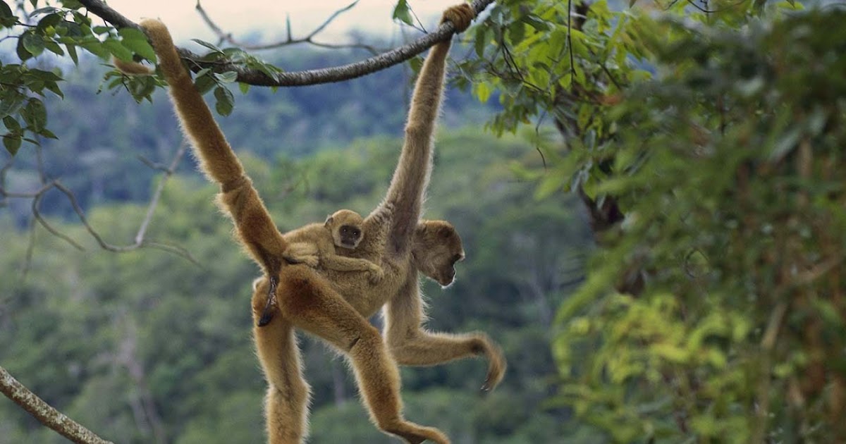 PolkaDots ZOO project Monkey