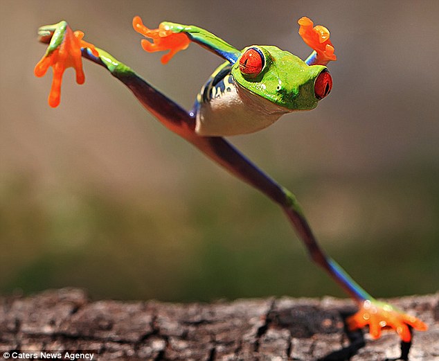 funny animal pictures, animal pictures taken at the right time, red-eyed tree frogs, kung fu frog