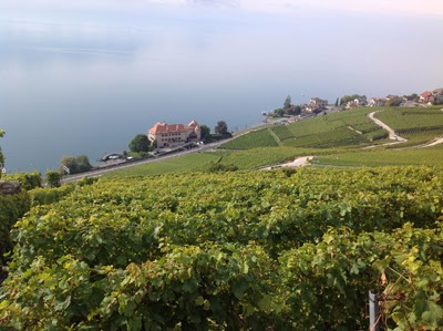 Vigne del Lavaux sul lago Lemano - Foto di Gian Luca Moncalvi