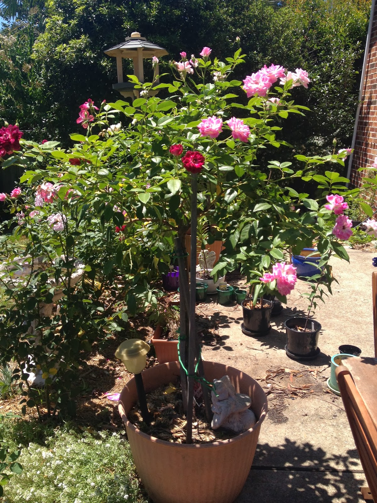 Platy's Garden Ramble Summer Roses What's Looking Good This Week