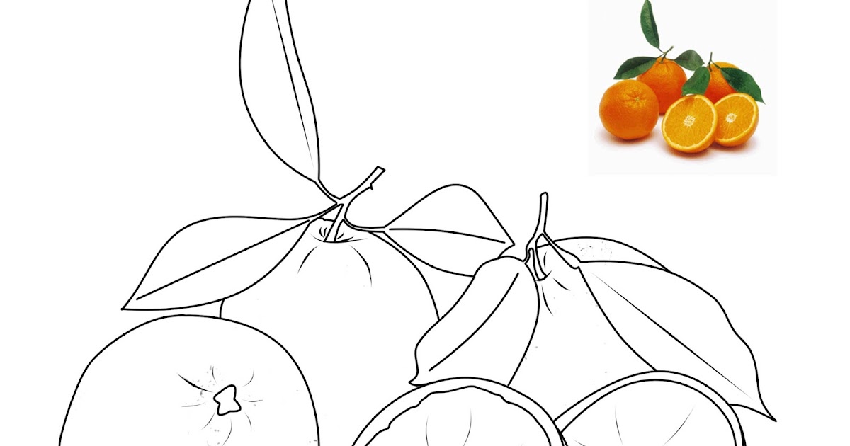 gambar buah jeruk untuk mewarnai