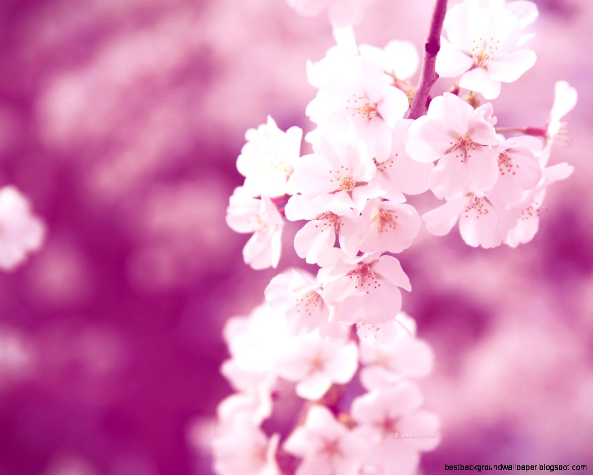 Free Spring Wallpapers by Free Spring Wallpapers by