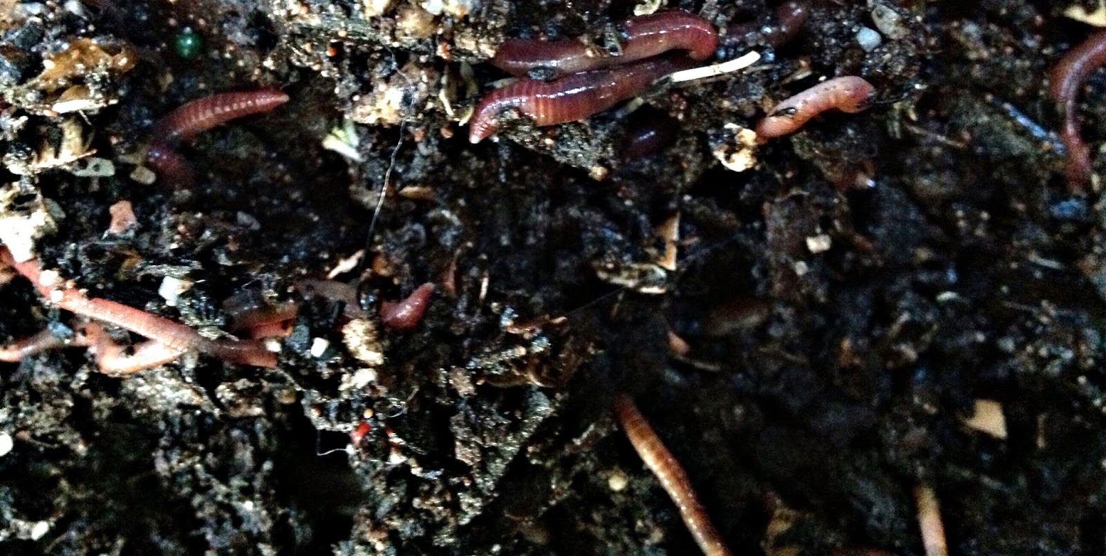 Real World Gardener Investigating why Worms are Good for the Soil