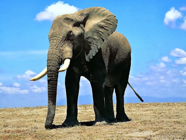 Elephant Wallpapers Free Download