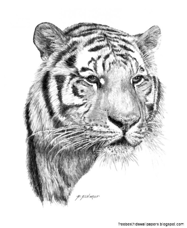 Tiger by Austin Animal Art on DeviantArt Tiger by Austin Animal Art on DeviantArt