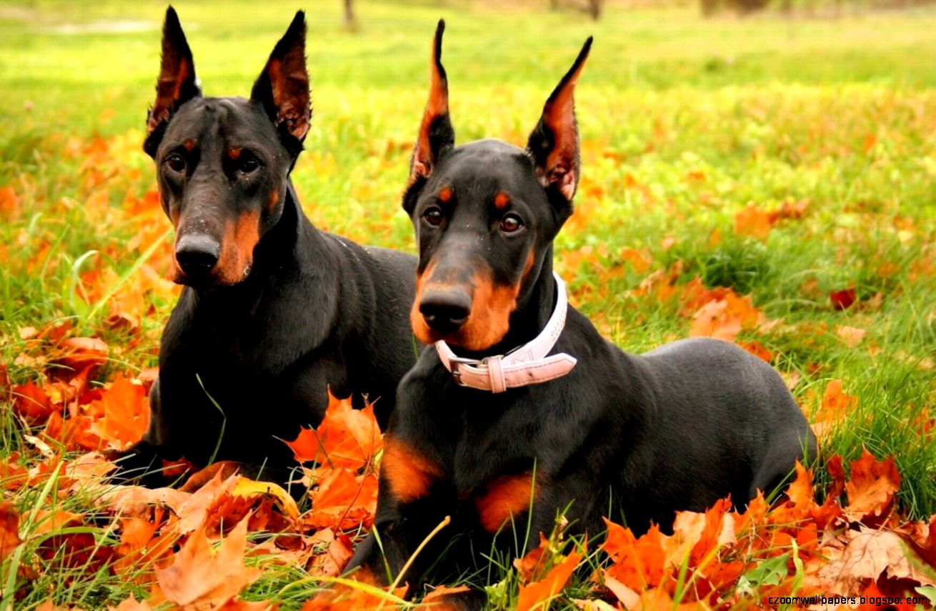 Doberman Dog Doberman Dog