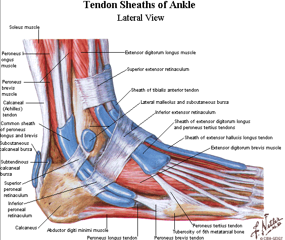 Sesamoid Ligaments Foot
