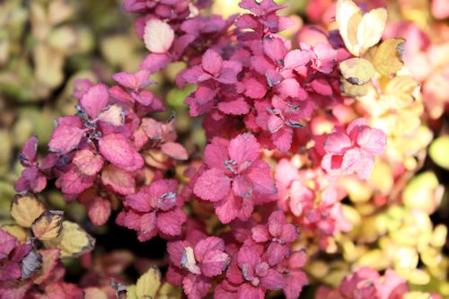 Roses Du Jardin Cheneland Spiree De Vanhoutte