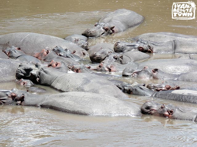 Safari game drive at Maasai Mara National Reserve in Kenya