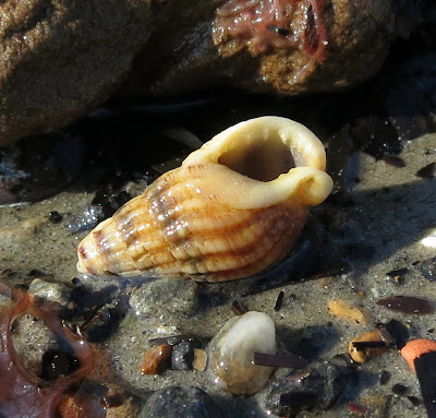 Netted Dog Whelk (Nassarius reticulatus) shell