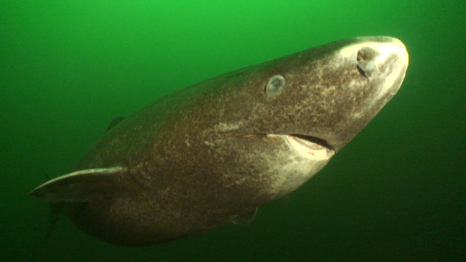 Greenland Shark - Fishes World - HD Images & Free Photos