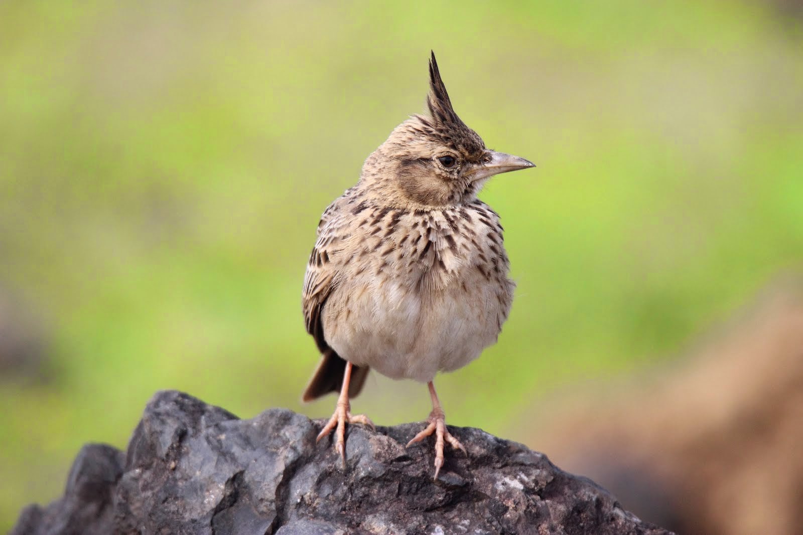 Lone lark