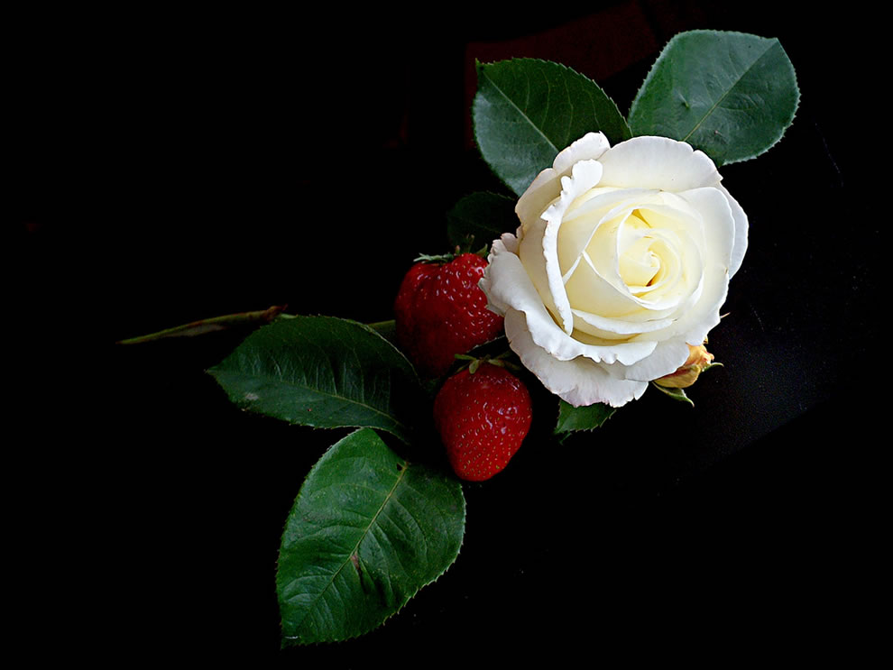 Flowers World White rose and strawberries. Any single rose, no matter