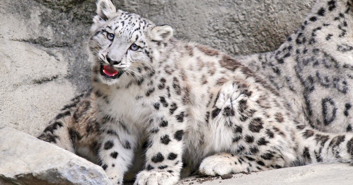 Snow Leopard - High Definition Wallpapers - HD wallpapers