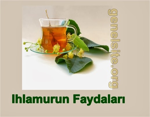 Ihlamurun faydaları ve ıhlamur çayı hazırlama Ihlamurun faydaları ve ıhlamur çayı hazırlama