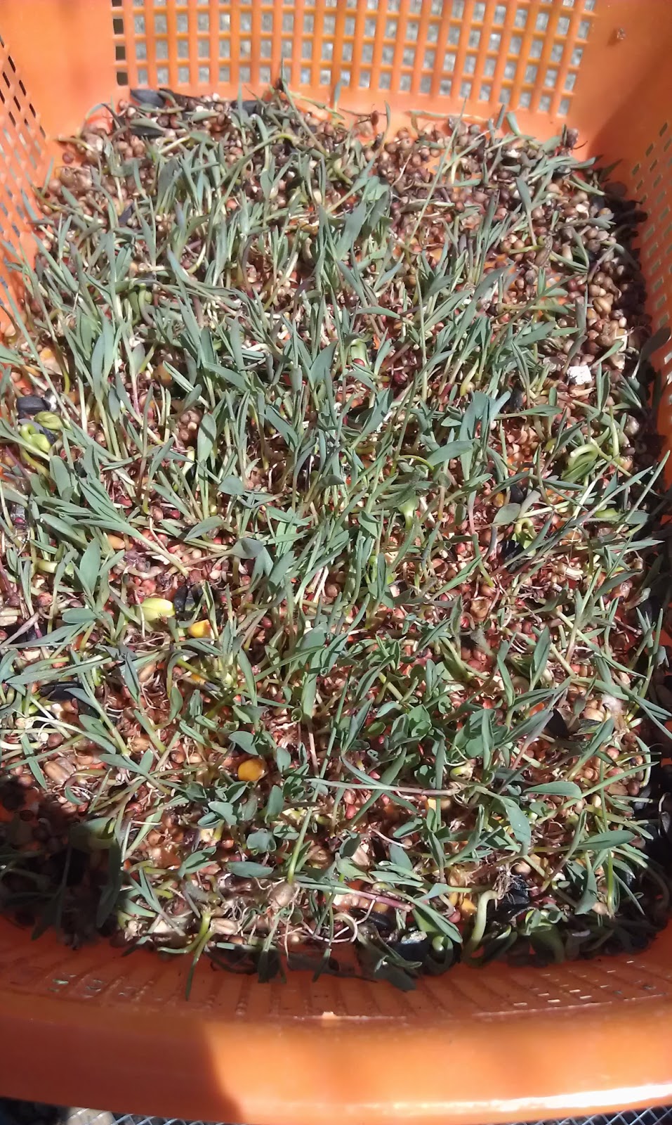 Backyard Chicken Ladythinking out loud My Experiments