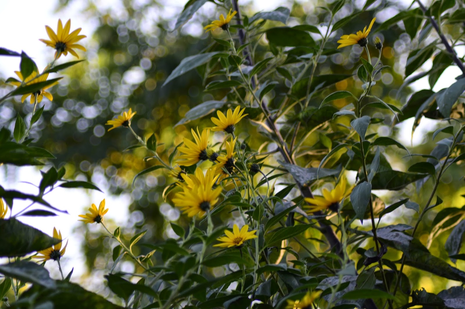 cele patru anotimpuri Napi porceşti