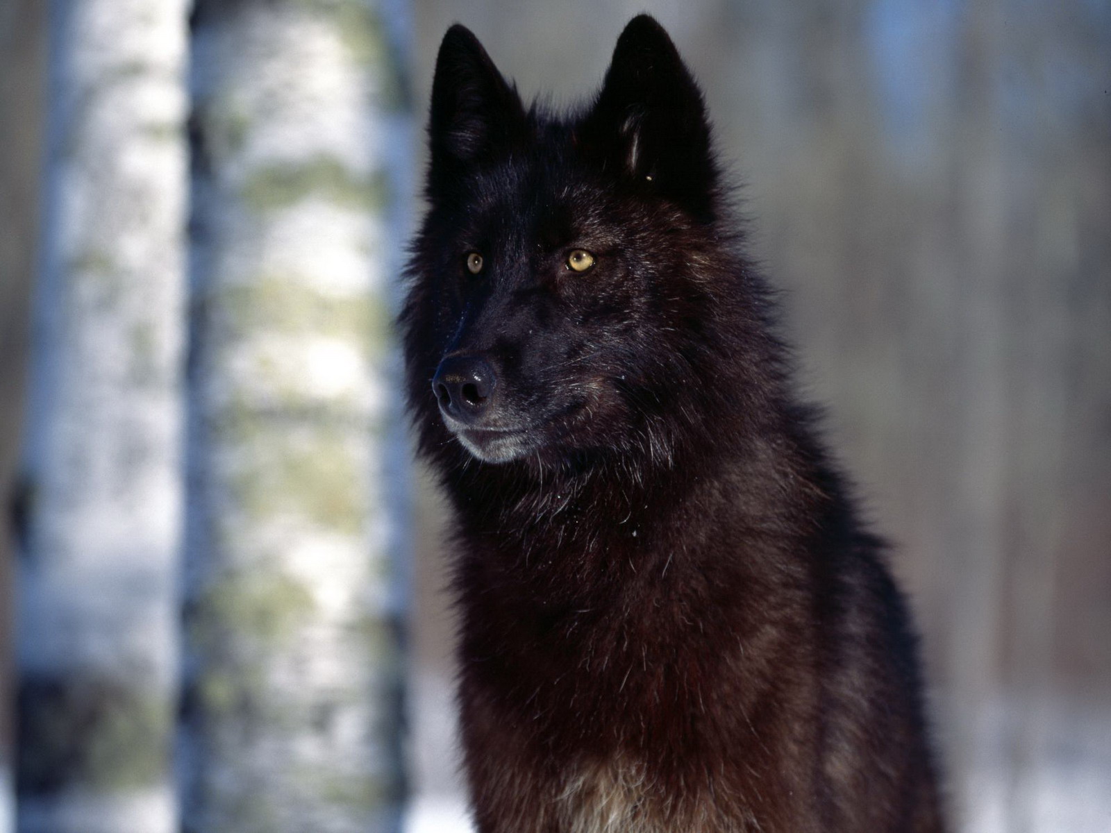 Black Wolf Types Animal