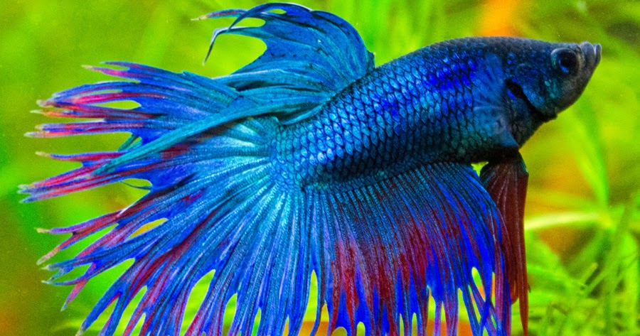 Peces y plantas ornamentales: Betta Splendens - Luchador Siamés