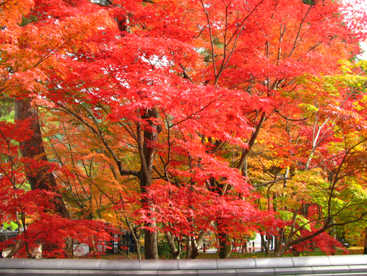 燃える紅葉、crimson autumnal color of leaves　