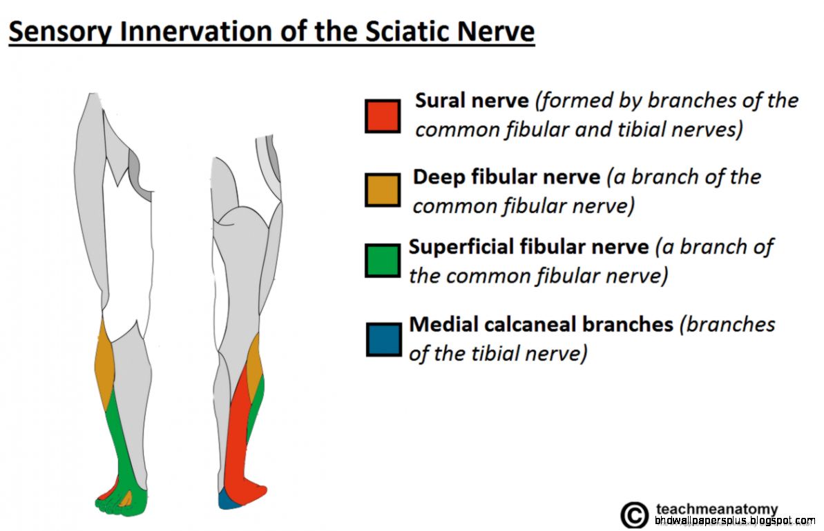 The Sciatic Nerve   Anatomical Course   Functions   TeachMeAnatomy The Sciatic Nerve   Anatomical Course   Functions   TeachMeAnatomy