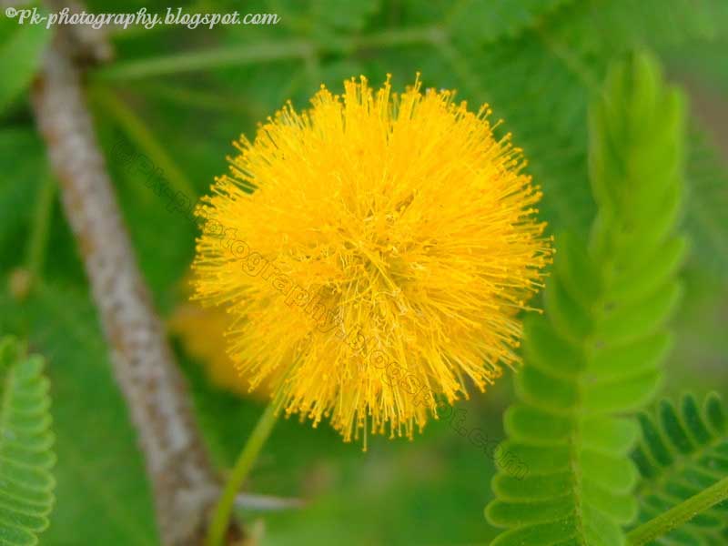 Acacia Flowers Nature, Cultural, and Travel Photography Blog