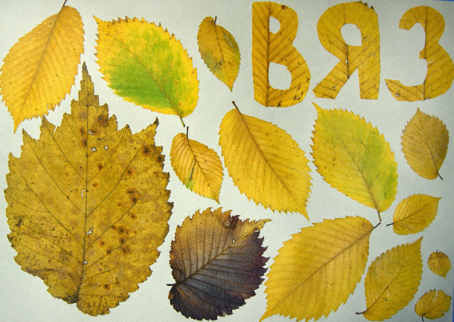 Композиция из листьев разных деревьев подписанные