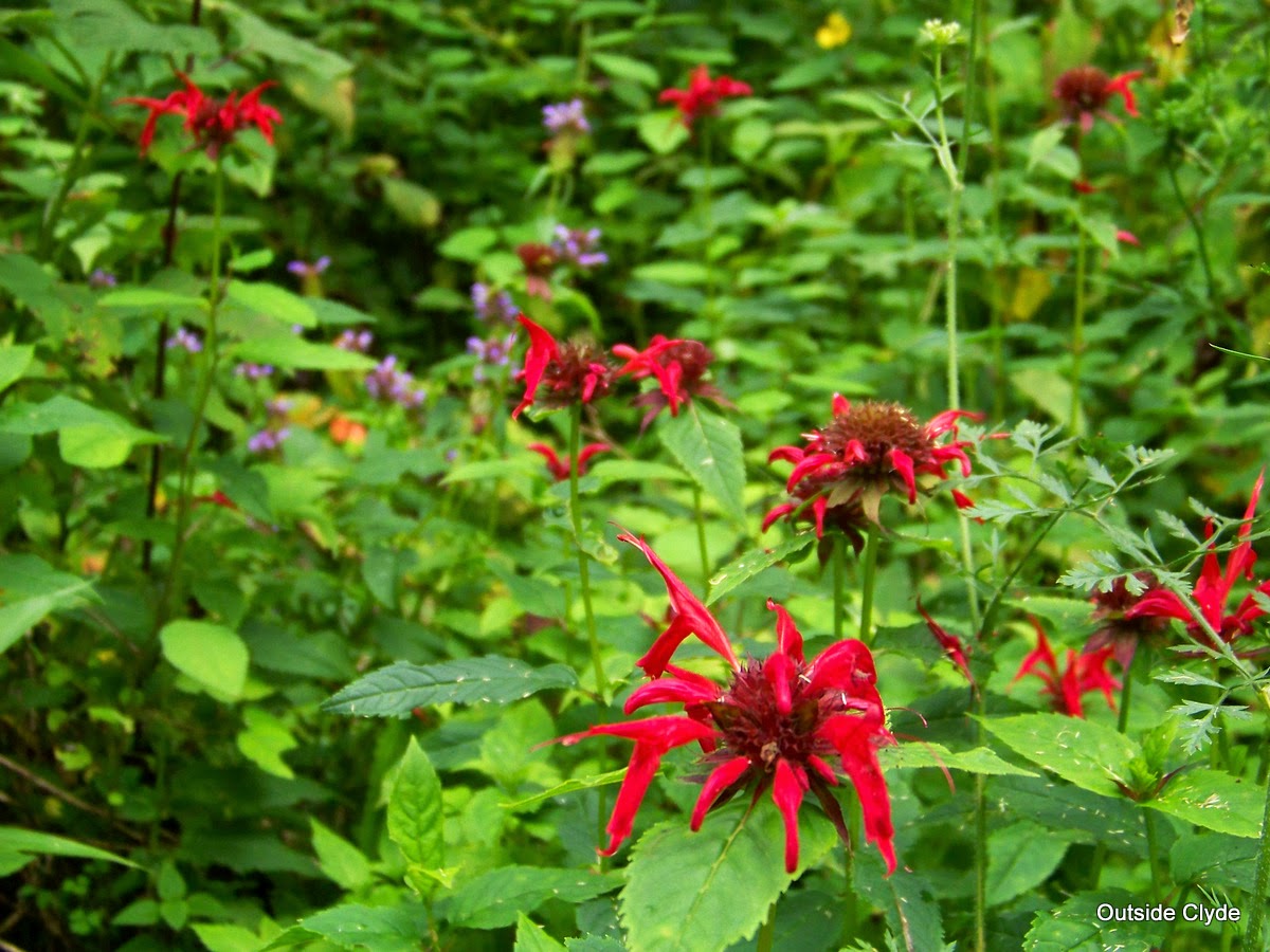 Outside Clyde: A Walk In The Wild Cultivated Gardens