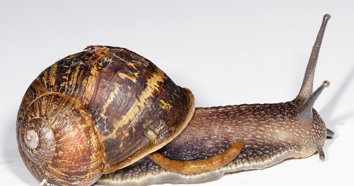 All About Nutrition Mysterious Myths about snails and pregnant women