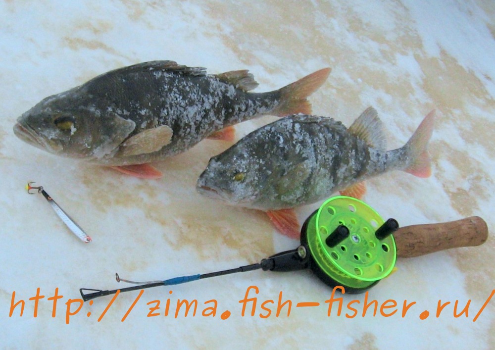 когда клюет сом в сентябре