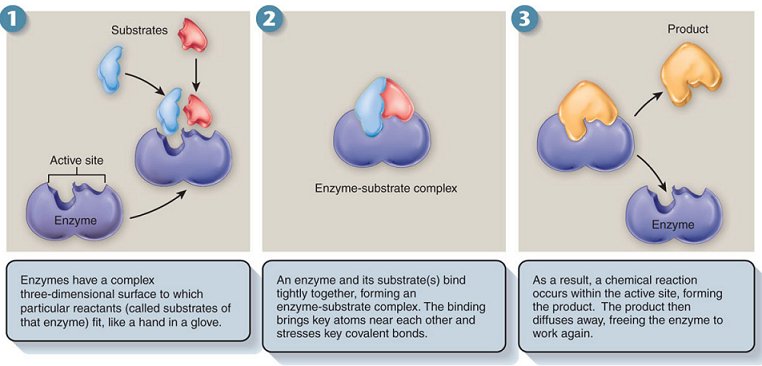 substrate
