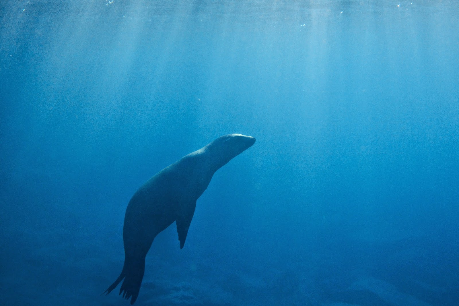 Viva la Voyage The Elegance Underwater at the Sea of Cortez, Mexico